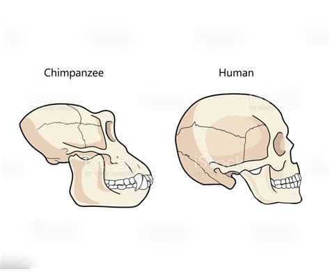 human vs ape skull Diagram | Quizlet