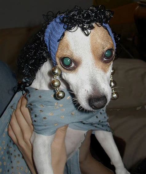 50 Pics of Funny Dogs In Unusual Weird Wigs That Will Blow Your Mind ...