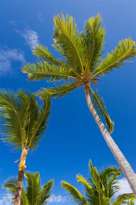 Tropical Palm Tree Free Stock Photo - Public Domain Pictures