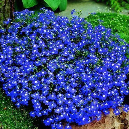 Blue Lobelia For Sale | Buy 1, Get 1 Free | Perennials, Perennial plants, Lobelia flowers