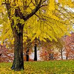 The Female Ginkgo Tree’s Acrid Smell of Success - The New York Times