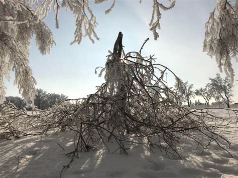 Why the rime frost has stuck around in Sask. | CBC News