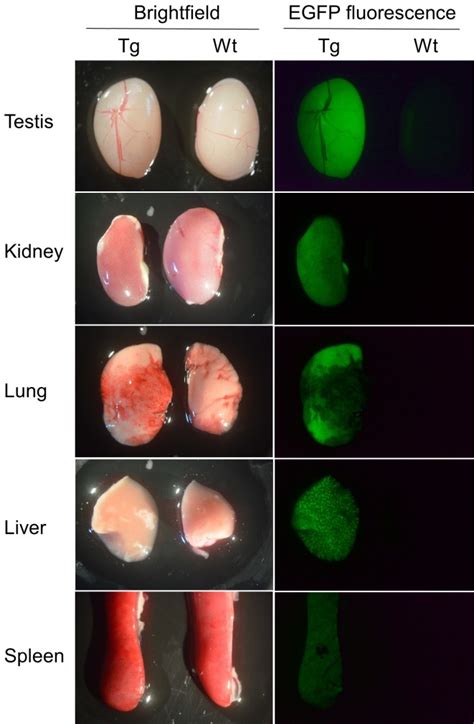 Transgenic mouse offspring generated by ROSI. - Abstract - Europe PMC