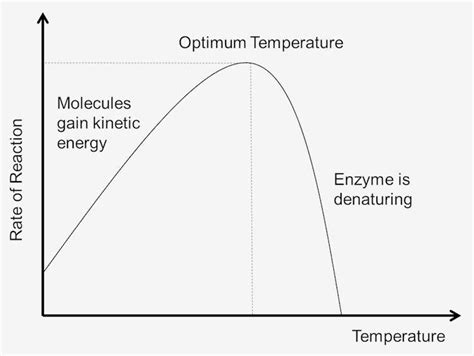 [DIAGRAM] Diagram Of Enzyme Temperature - MYDIAGRAM.ONLINE