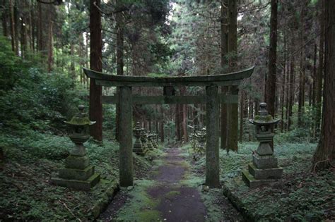 A Forest Shrine in Japan | Japanese landscape, Japanese forest ...