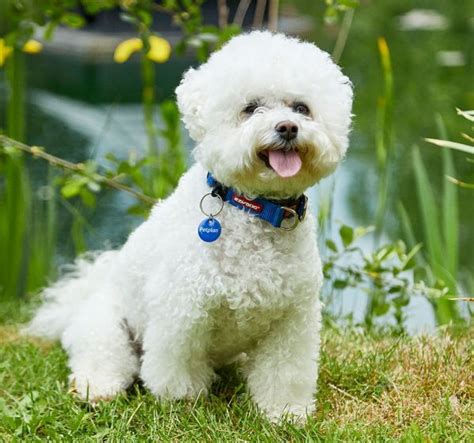 What Do Bichon Dogs Look Like