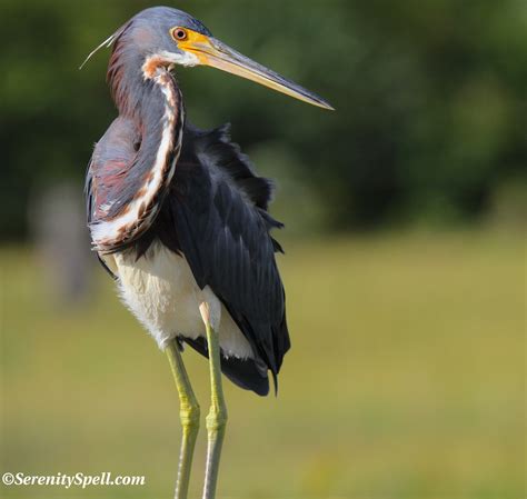 Happy Birthday, Mr. Audubon! | Serenity Spell