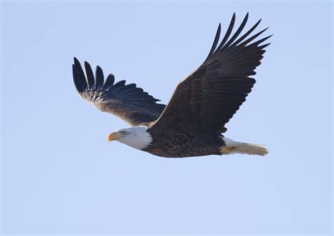 Flying Eagle Free Stock Photo - Public Domain Pictures