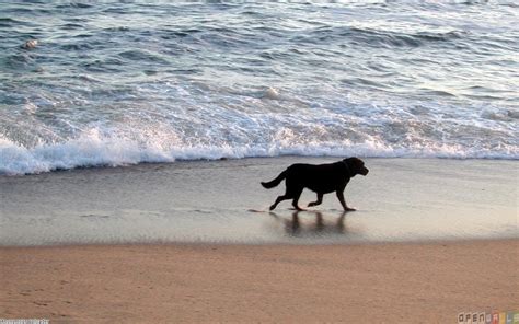 🔥 [70+] Dogs on the Beach Wallpapers | WallpaperSafari