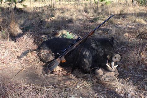 Feral pigs Part III – Hunting helps protect Australia’s biodiversity – Great Australian Outdoors