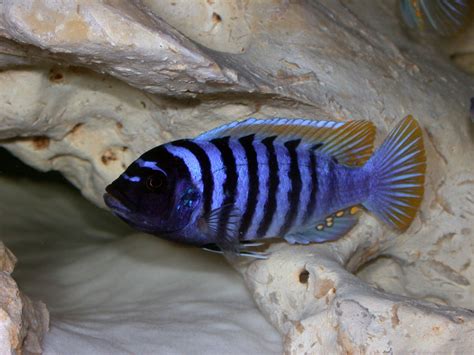 Best 25+ African cichlids ideas on Pinterest | Cichlids, Malawi ...