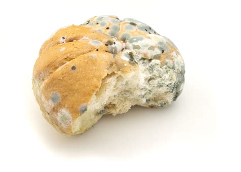 Here's why you should never eat the 'clean' part of moldy bread