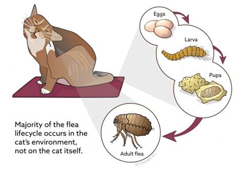 Flea Control in Cats | VCA Animal Hospital