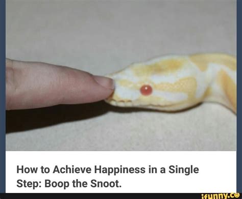 Snake boop the snoot | Boop, Funny pictures, Snake