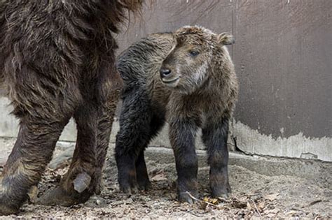 Baby Takin Born - Potawatomi Zoo