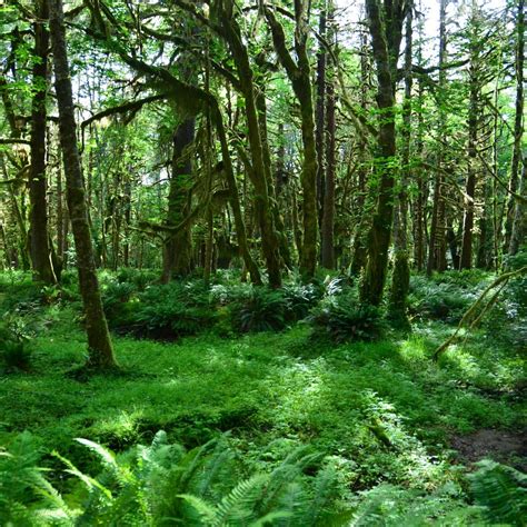 Quinault Rain Forest (Parque Nacional Olympic) - Lo que se debe saber antes de viajar - Tripadvisor