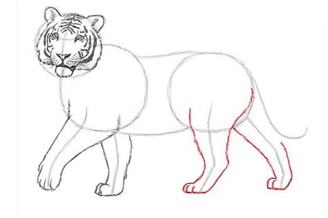 How To Draw a Tiger: easy, with a pencil, for beginners step by step | Tiger art drawing, Nature ...