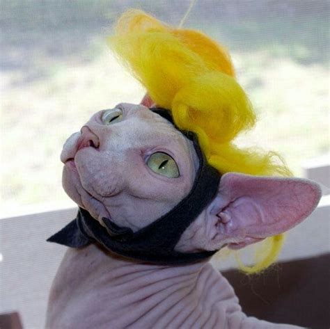 Sphynx Kitty | Pet halloween costumes, Sphynx cat clothes, Pet costumes