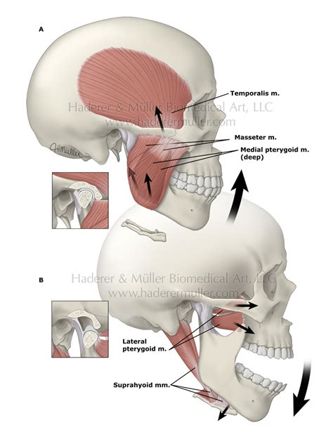 Jaw anatomy & function | HADERER & MULLER