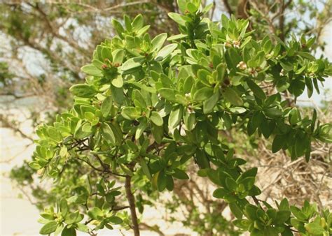 Australian Mangroves - Lythraceae