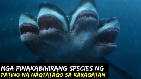 Mga Pinakabihirang Species Ng Pating Na Nagtatago Sa Karagatan - YouTube