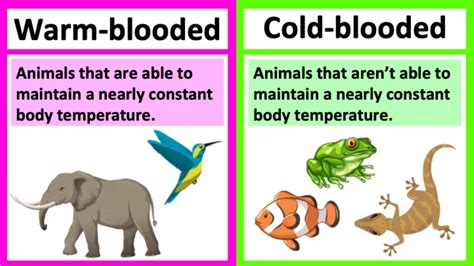 Warm blooded vs cold blooded 🤔| Types of animals | What's the ...