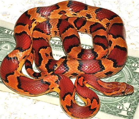 corn snake - beautiful color and pattern | Corn snake, Pet snake, Corn snakes for sale