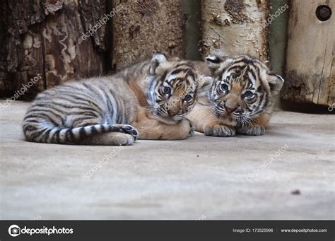 Malayan tiger cubs Stock Photo by ©yakub88 173525996