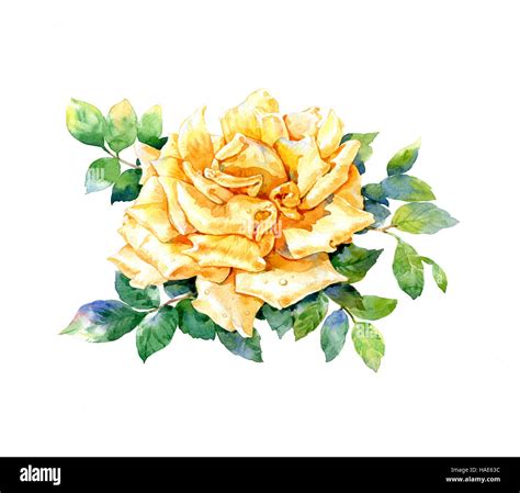 Watercolor painting of yellow rose on white background Stock Photo - Alamy