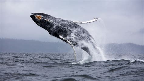 Whales jumping out of the sea water wallpapers and images - wallpapers, pictures, photos