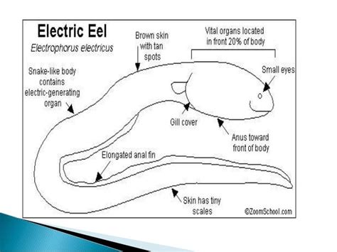 electric eel