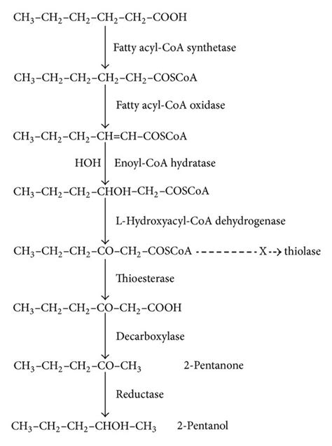 Widely accepted pathway for the production of 2-pentanone by... | Download Scientific Diagram