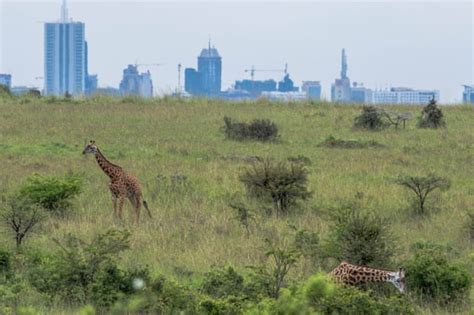 Giraffes facing extinction after devastating decline » Focusing on Wildlife