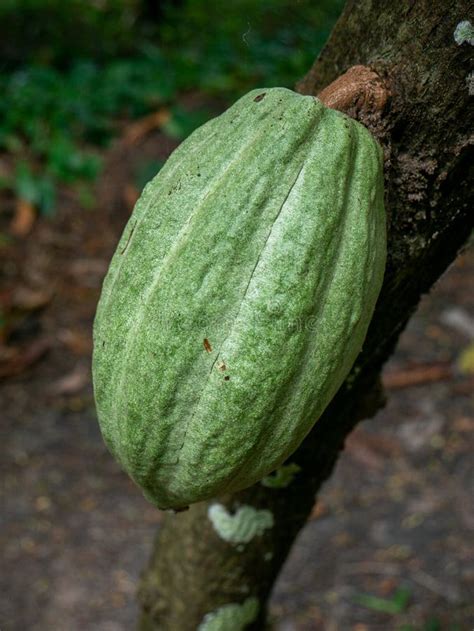 Juvenile Cacao Pod Attached on Tree. Stock Image - Image of exotic ...