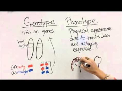 Difference Between Genotype and Phenotype – Difference Wiki