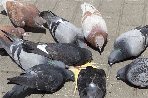 pigeons feeding | Pigeon feed, Pigeon, Animals