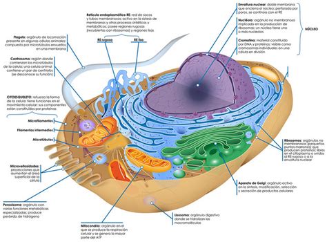 Célula animal español | Flickr - Photo Sharing!