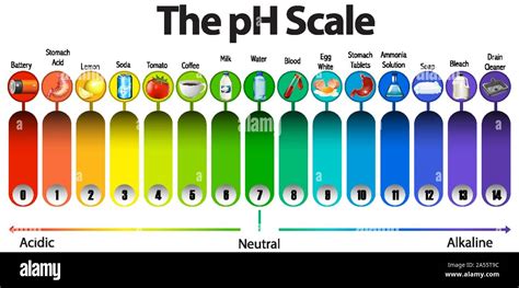 The pH scale on white background illustration Stock Vector Image & Art - Alamy