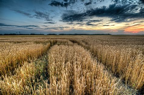 Wheat Field 2 | Wheat field in southern Manitoba at sunset. … | Flickr