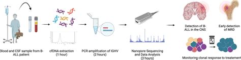 Frontiers | Nanopore sequencing of clonal IGH rearrangements in cell-free DNA as a biomarker for ...