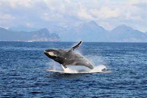 Alaska Whale Watching Tours | Whalewatching in Alaska | Page 2