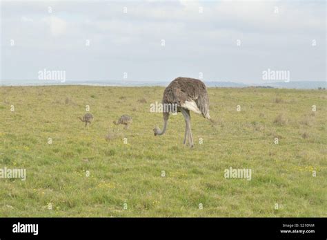 Safari. Lalibela Game Reserve. South Africa Stock Photo - Alamy