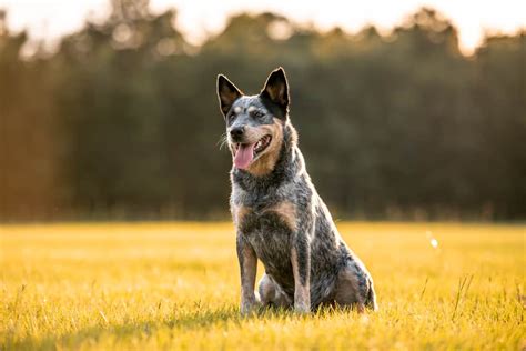 German Shepherd Blue Heeler Mix: A High Energy Companion