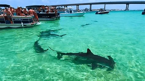 WATCH: Hammerhead sharks surround boaters at Orange Beach