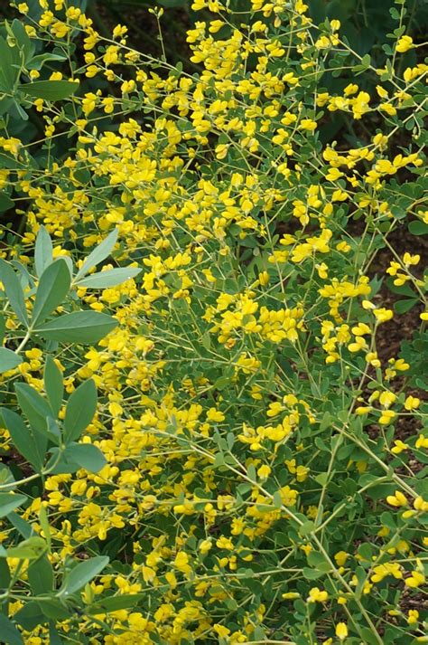 Photo #49009 | Baptisia tinctoria | plant lust