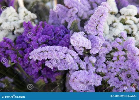 Beautiful Limonium Sinuatum, Petite Bouquet Series Flowers in Lilac, Violet Colors. Stock Image ...