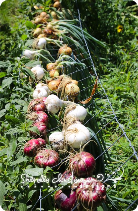 Harvesting Onions from the Garden - My Crazy Life as a Farmers Wife