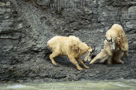 Mountain Goat stock photo - Minden Pictures