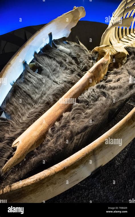 Baleen whale skeleton hi-res stock photography and images - Alamy