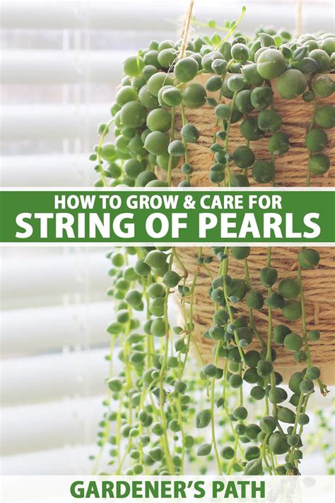 How to Grow and Care for String of Pearls | Gardener’s Path